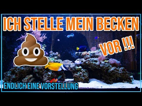 Ich stelle euch offiziell mein Red Sea Reefer XL 425 vor !!! | Marcoboom