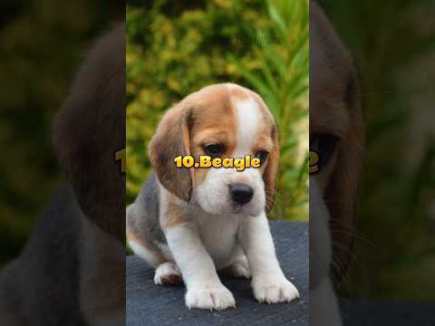 Top 10 Most Cutest Dogs In The World #shorts #top10 #viral