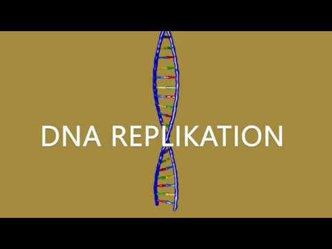 Vereinfachte DNA Replikation-Animation (deutsch)