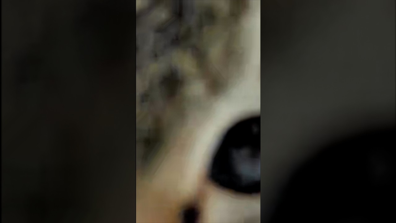 What Is This Thing?何だこれ？　#cat #cute #猫 #cat #catlover #shorts