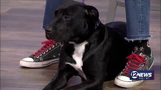 Pet Adoption Wednesday