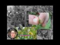 Tomato Cross Pollination 