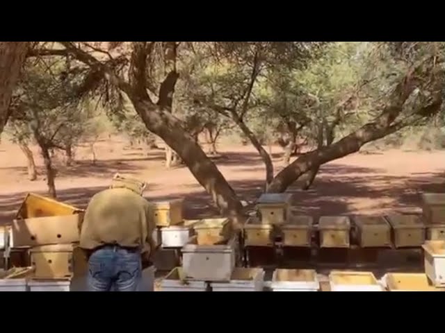 عسل طلح حائل 1000 جرام