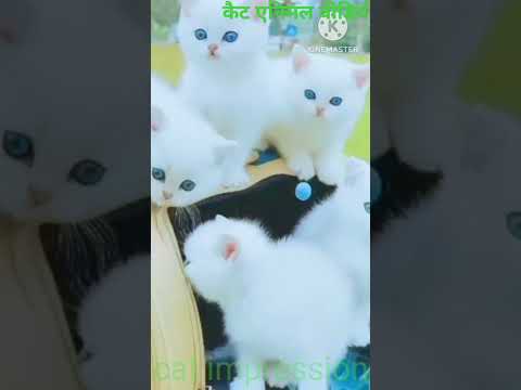 cats animal short video#cats #video #show #animal #trending #cat #shortsviral