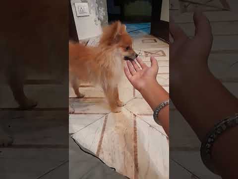 #punjabisong #newsong #music #punjabimusic