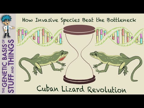 How invasive species beat genetic bottlenecks: The Cuban lizard revolution