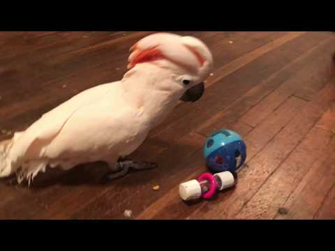 Playing with Misha-bird - a long clip (but his attention span is much longer)