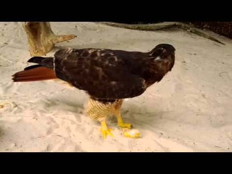 Feeding time for Red-tailed hawk