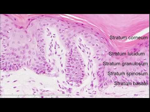image-What is the histology of the skin?