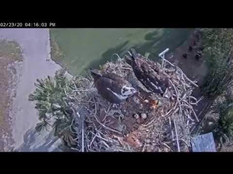 VGCCOsprey 2020-02-23 4:15pm_ Fish deliveries