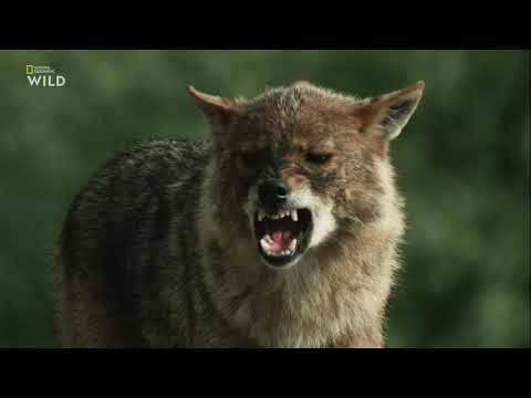 Nat Geo Wild: Дикие охотники 3 серия - Волки и шакалы