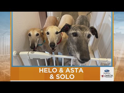 New Mexico Living Pet Pics November 17, 2025 - YouTube