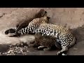 Big Cat Experts Find And Follow Two Cute Leopard Cubs BBC Studios