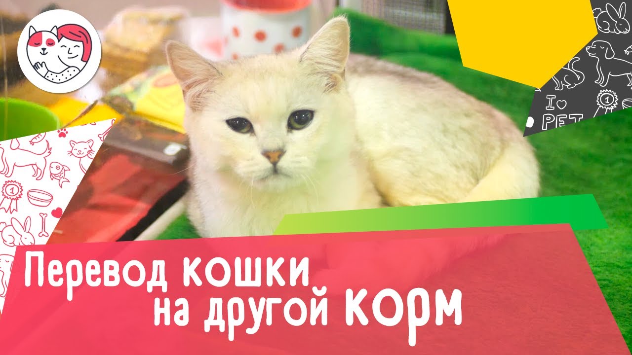 6 случаев, когда кошку нужно переводить на другой корм