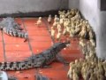 Crocodile S Eats Live Baby Ducks