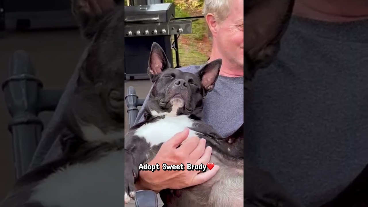 Enlarge Brady, a Adoptable mixed breed in Ellijay, GA video 2/2