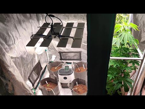 Week 6.5 Update For 1'x3' Autoflower And Week 1.5 For 3'x3' Autoflower Grows