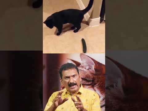 Why are cats afraid of cucumber | B S chandra mohan |mlife daily