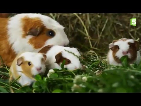 Birth of guinea pig