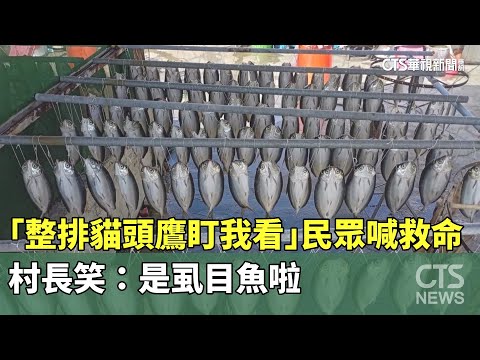 「整排貓頭鷹盯我看」民眾喊救命　村長笑：是虱目魚啦