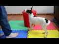 Podenco Orito Español - Podenco haciendo habilidades caninas