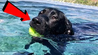 10 MONTH LABRADOR PLAYS IN THE POOL!!