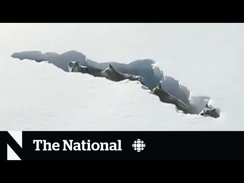 A Pack of Wolves Dig a Snow Tunnel