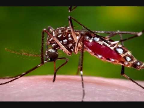 Mc Żóljano Komara Collie Buddz Come Around