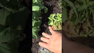 English Garden August 23  夏の終わりのサラダリーフ