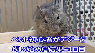 ペットを飼った事がない初心者がデグーを飼い始めた結果…1日目