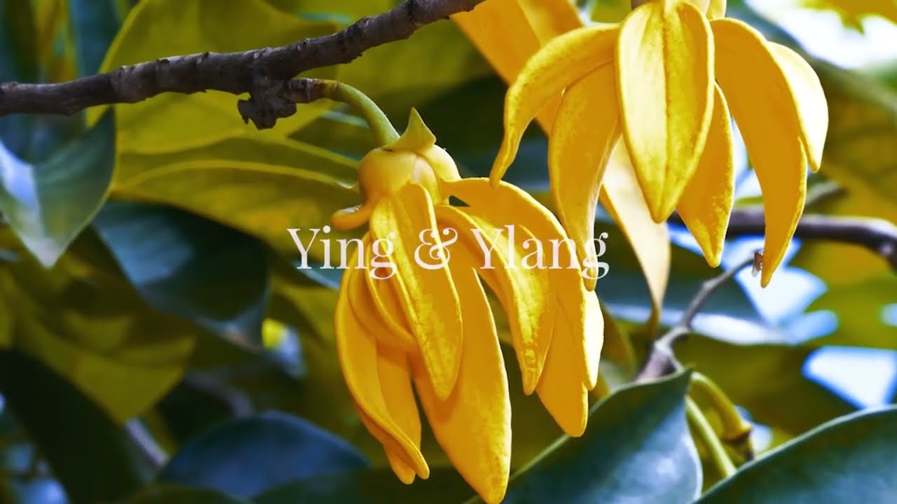 Nước hoa Yin & Ylang