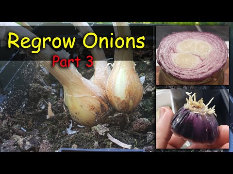 How To Grow An Onion From An Onion Bottom 2019