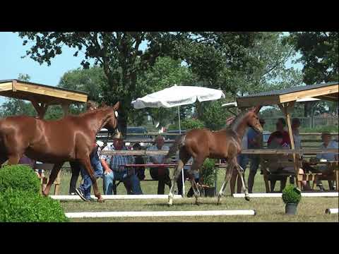 Sudweyher Fohlenschau 2019 - Kat.-Nr. 02