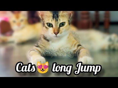 cats long Jump . my pet cat Mitty😻