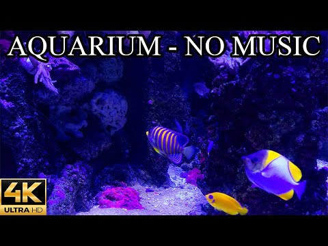 Deep Blue Sea AQUARIUM 4K Underwater Sounds NO Music NO Ads - 8 Hours of Underwater Ambience