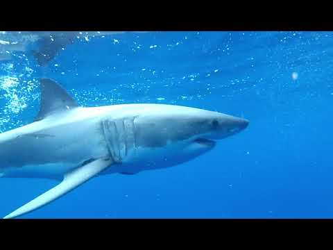 Great White Shark in the Bass Strait