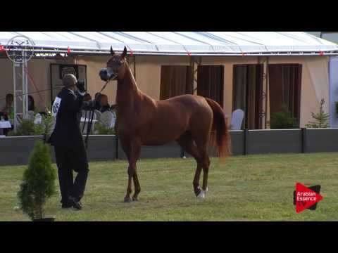 N.65 PATERNA - Radom 2017 - 4.6 Years Old Mares (Class 7)