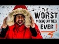 Terrible Alaskan Mosquitoes And How To Deal With Them