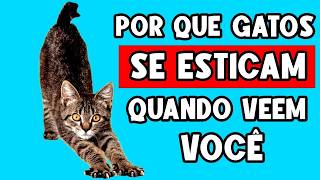 Por que seu gato SE ESTICA quando vê você... (Provado pela ciência!)