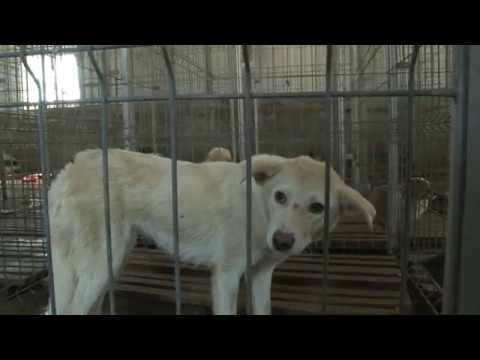 Știre Etv/ 24.07.2017 – FĂRĂ HINGHERI LA CONSTANȚA