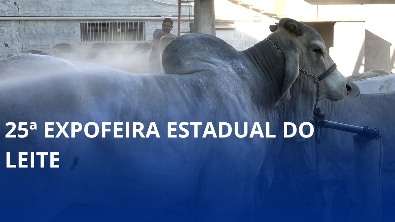 25ª Expofeira Estadual do Leite. Animais começam a chegar ao local do evento