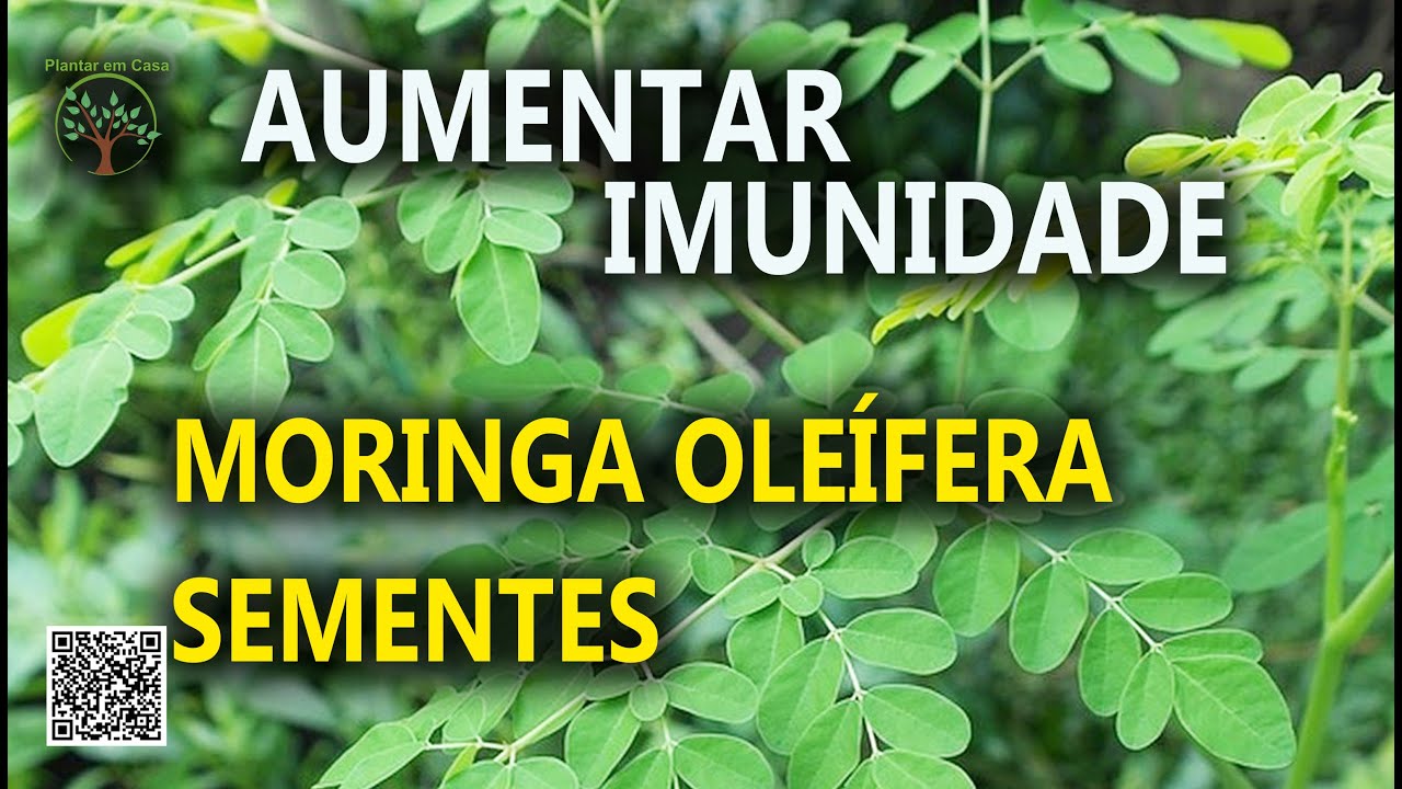 Sementes de Moringa Oleífera para Plantar em Casa