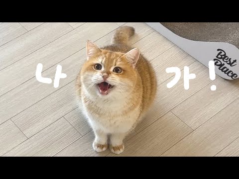 남자만 잡도리하는 왕동글 고양이의 매력이랄까