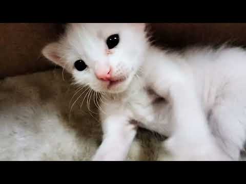4 Tiny kitten meowing loudly for Mom cat