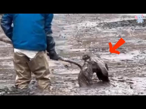 The Owl That Chose to Stay: A Tale of Rescue, Trust, and Unbreakable Bonds.