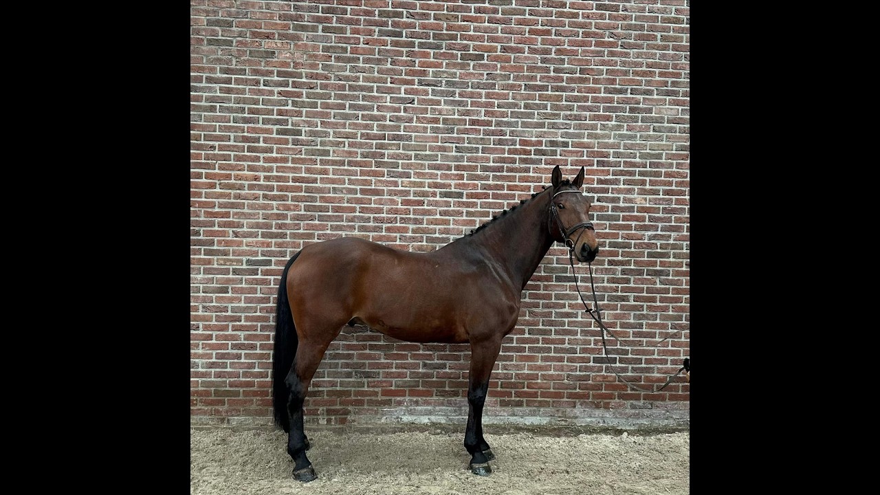 Conor (CONNECT x ELDORADO VAN DE ZESHOEK) video 3