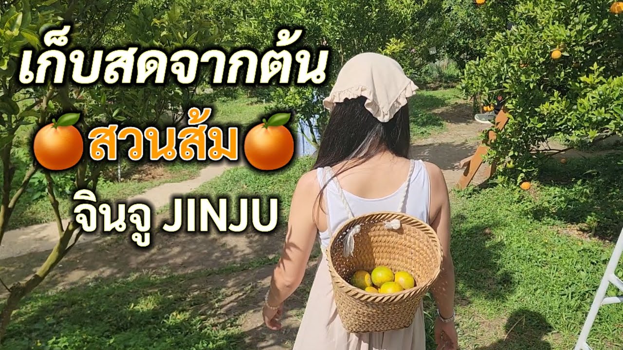 สวนส้มจินจู