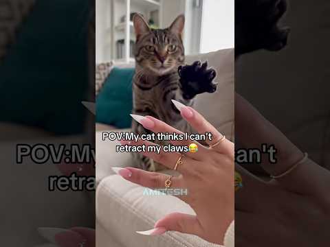 Милый факт о котах #амитеш #коты #ногти