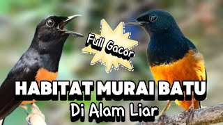 Download lagu HABITAT MURAI BATU DI ALAM LIAR||NGINTIP KICAUAN MURAI BATU @suara.burung_25 mp3 Download lagu HABITAT MURAI BATU DI ALAM LIAR||NGINTIP KICAUAN MURAI BATU @suara.burung_25 mp3