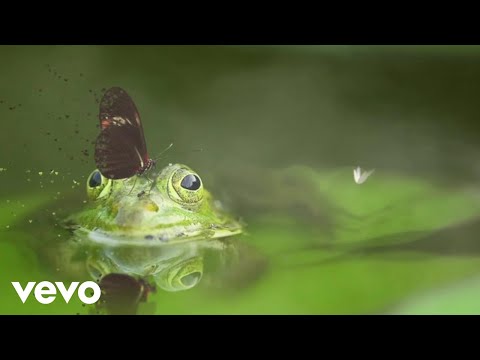 Boty Phen - Relaxing frog